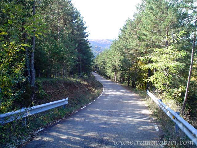 ltimos metros entre el bosque