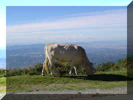 Cuidado con las vacas sueltas en la bajada